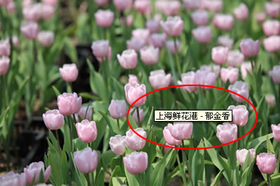 �Ϻ��r���� - ������